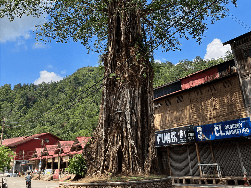 Street with large tree trunk 